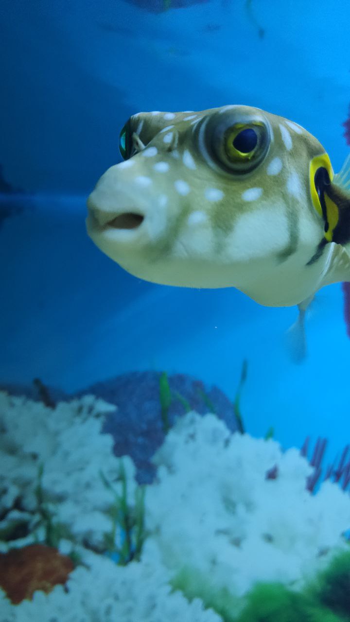 Рыбка в "Аквариуме" в Кирилловке / фото: ВГороде