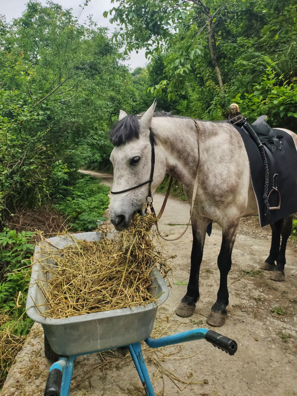 В Грузии лошади, коровы, свиньи, козочки самостоятельно ходят по дорогам, не пугайтесь