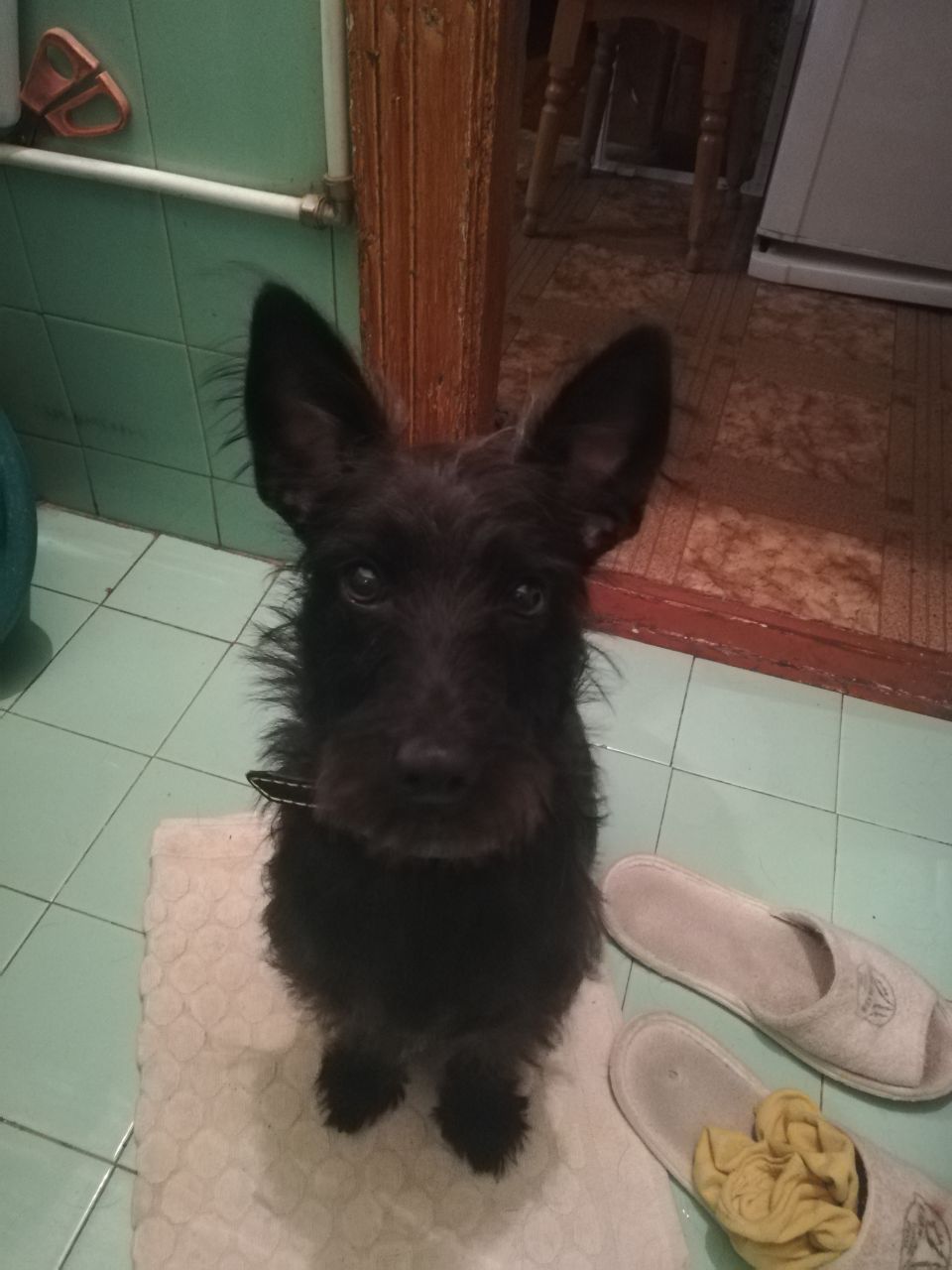 У Запоріжжі розшукують собаку з будинку на вулиці Сталеварів, який злякався ранкових вибухів та зник -