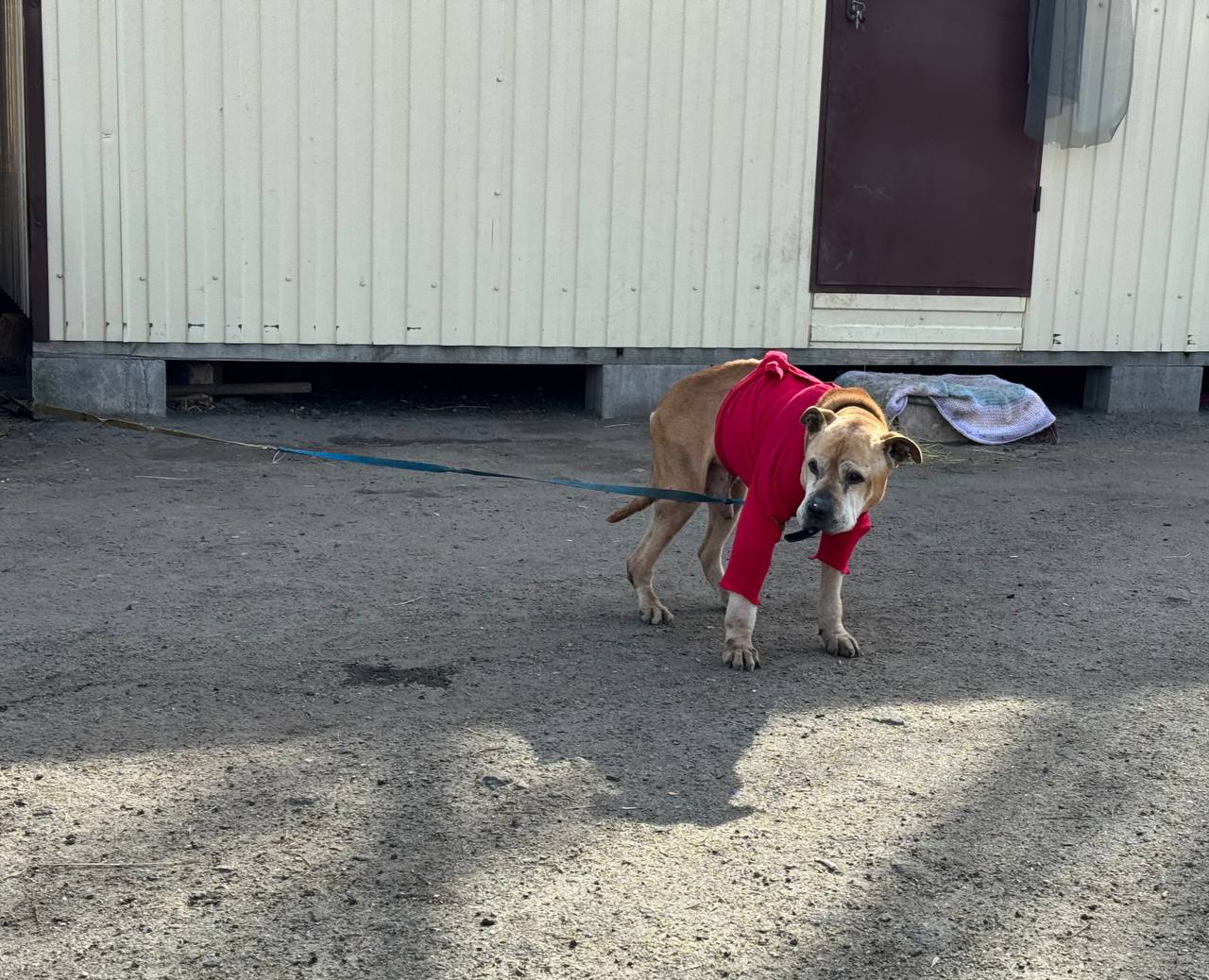 18-летний пес в приюте