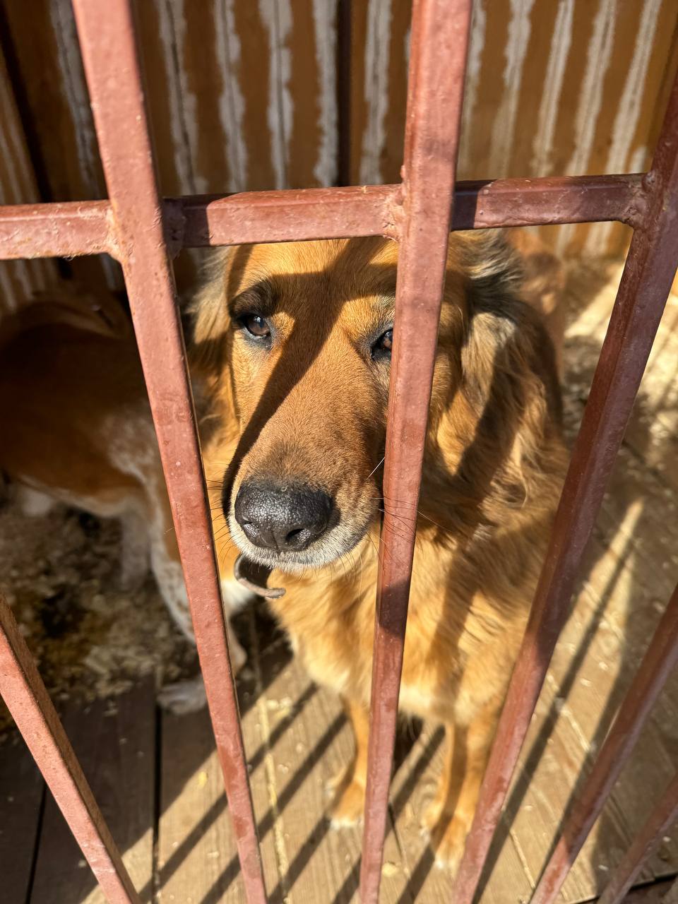 Собаку в приюте можно взять под опеку