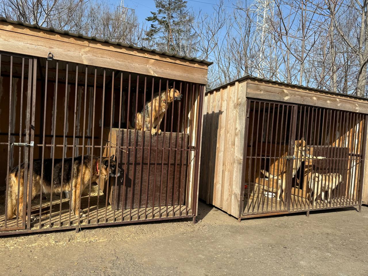 Так выглядят вольеры в приюте