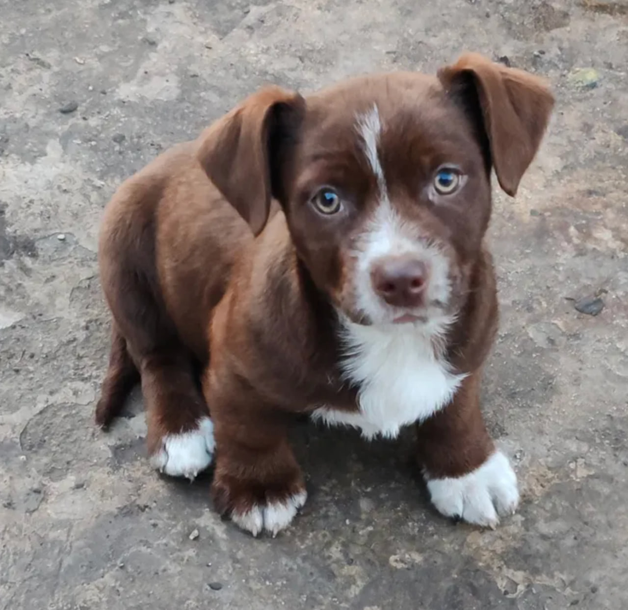 Щенки бесплатно.