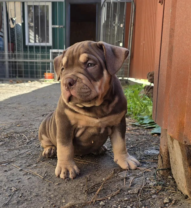 Щенок булли за 2500 долларов в Запорожье.