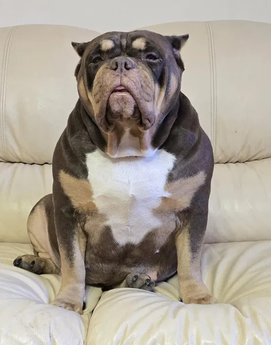 Родители щенка