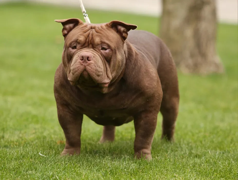 Родители щенка