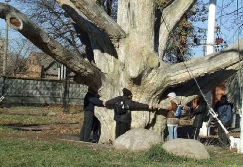 Більше шести дорослих людей треба було, щоб обхватити стовбур Запорізького дуба.