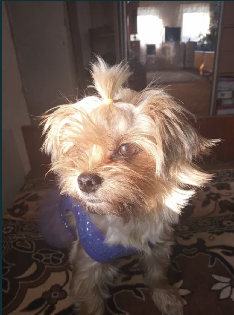 Бесшабашно отдают йорка.