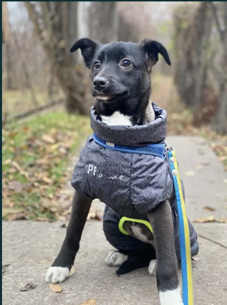 Безжалостно отдают щенка.