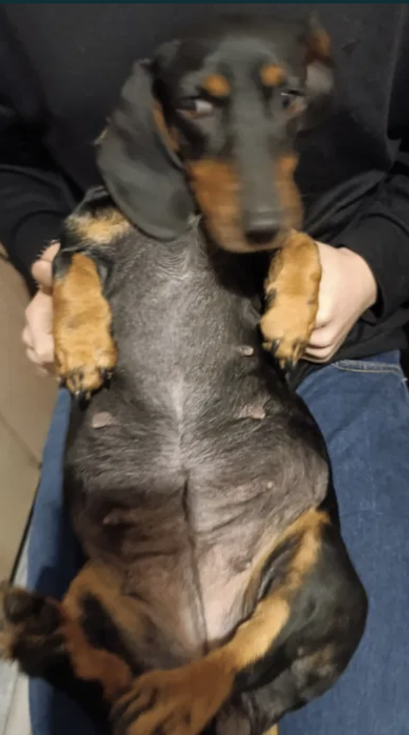 Такса бесплатно.