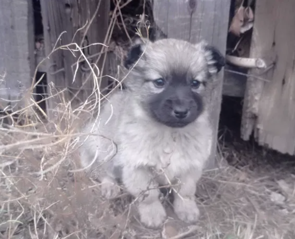 Щенки бесплатно.