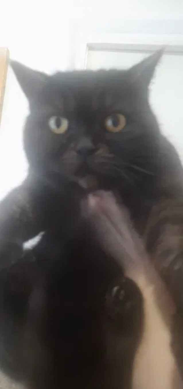 Кошка бесплатно.