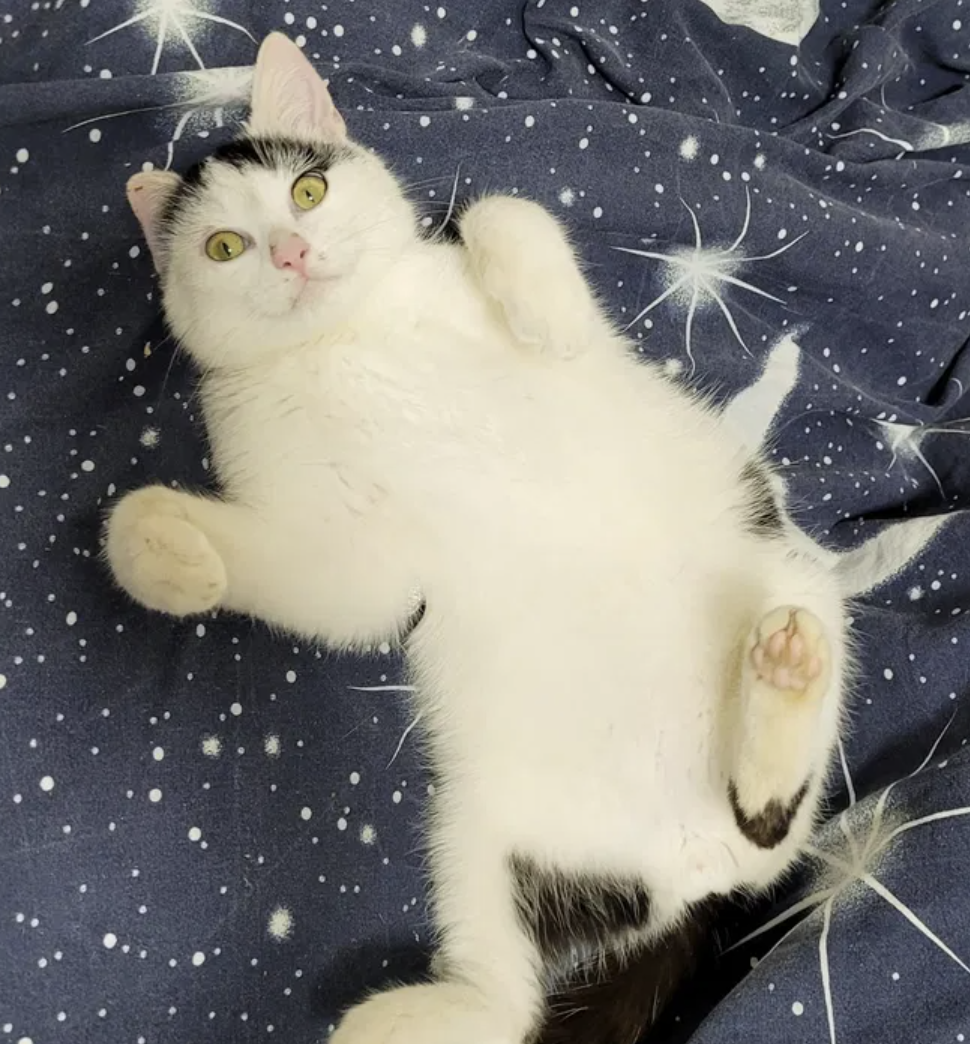 Котик бесплатно.