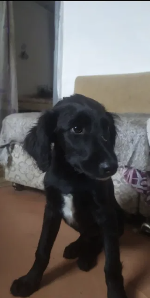 Щенок спаниеля бесплатно.