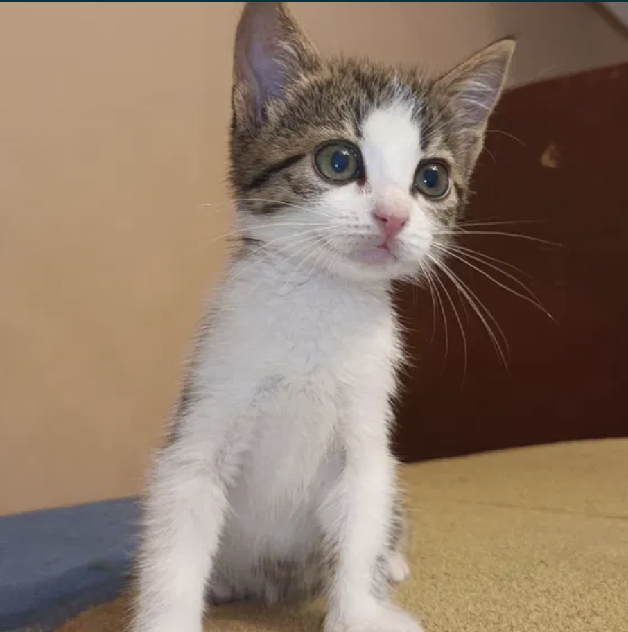 Кошечка бесплатно.