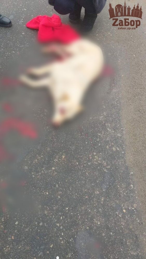 На Набережной сбили собаку.