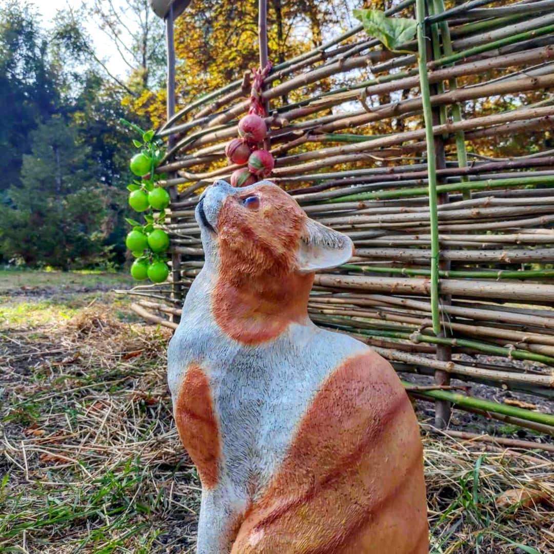 Котенок. Фото: fb запорожский ботсад