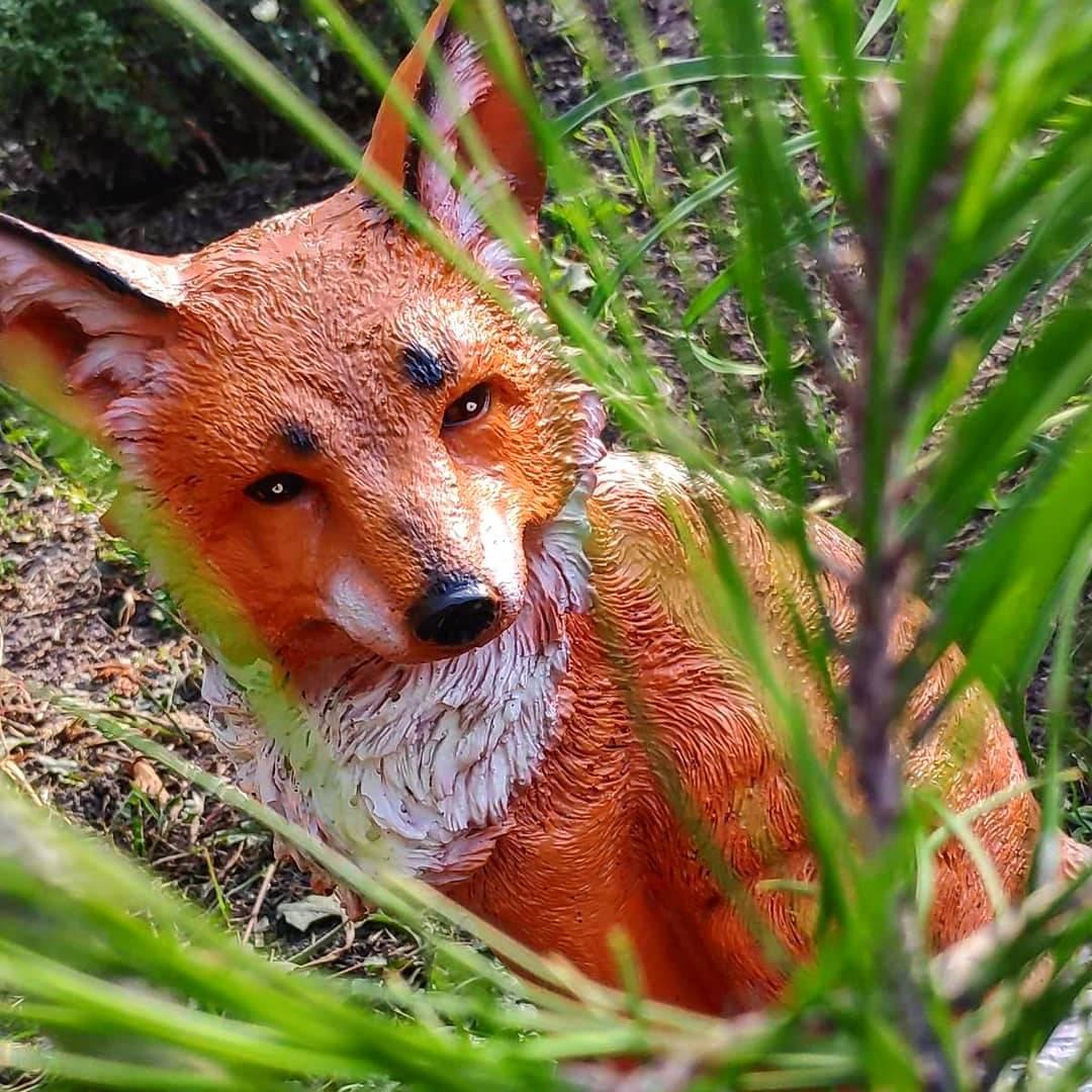 Лисенок. Фото: fb запорожский ботсад