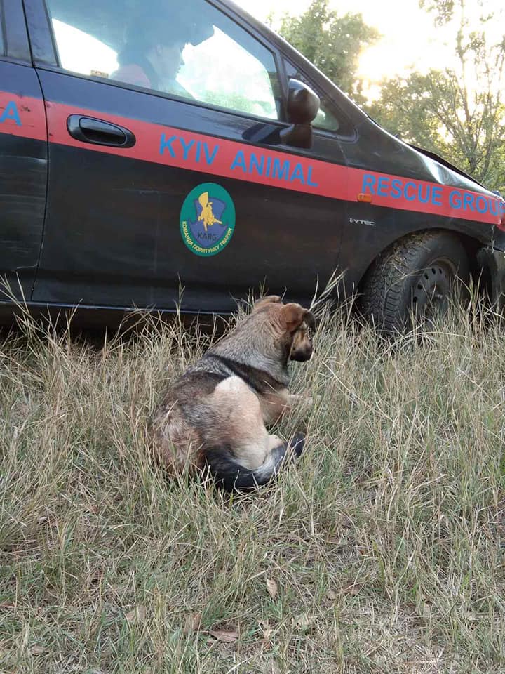 Теперь Тимоше ищут новый дом. Фото: fb Мария Говяда