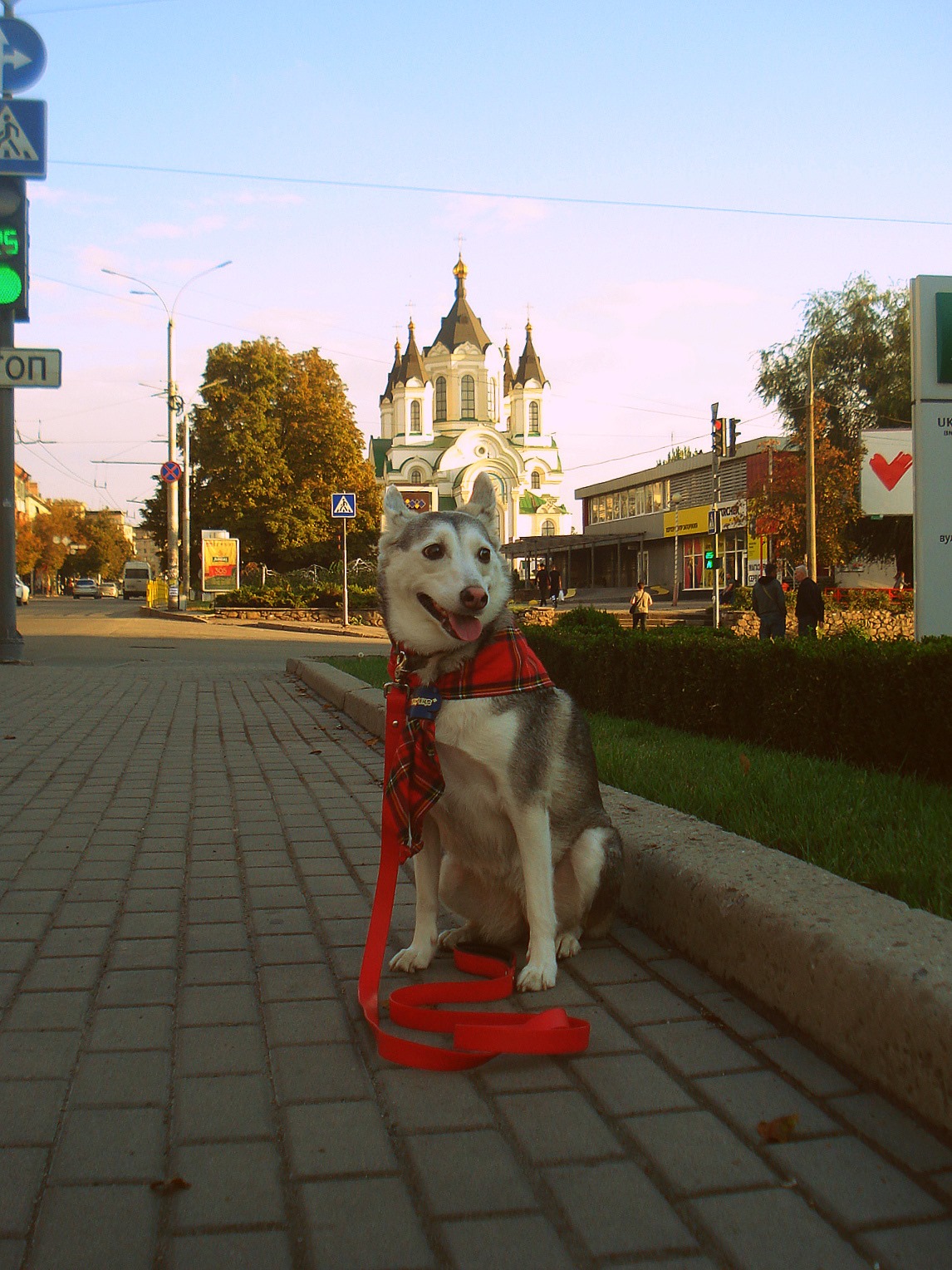 Улыбнись: запорожанка устроила собакам модную фотосессию (фото) фото 5 4