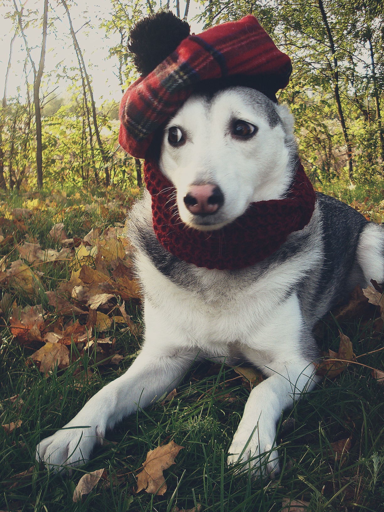 Улыбнись: запорожанка устроила собакам модную фотосессию (фото) фото 1