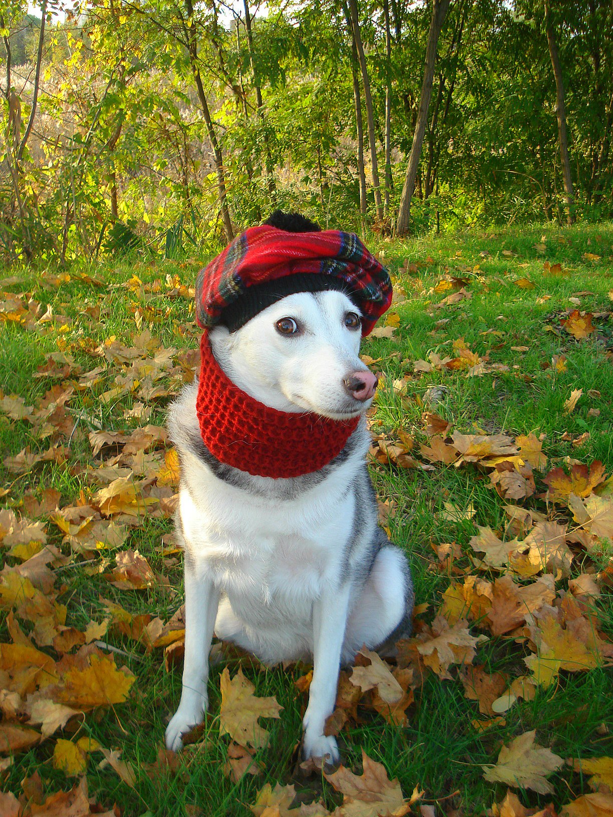 Улыбнись: запорожанка устроила собакам модную фотосессию (фото) фото 2 1