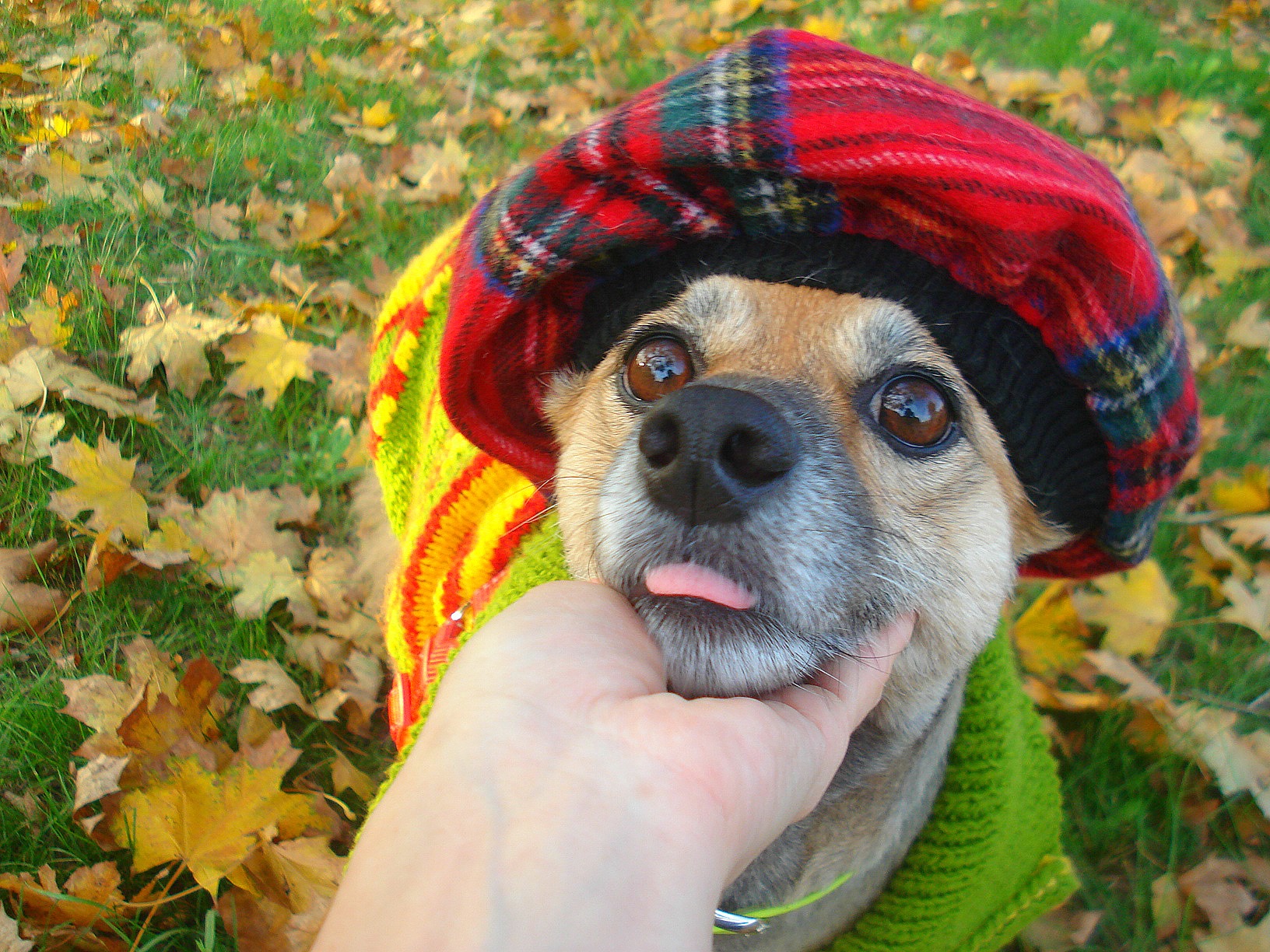 Улыбнись: запорожанка устроила собакам модную фотосессию (фото) фото 3 2