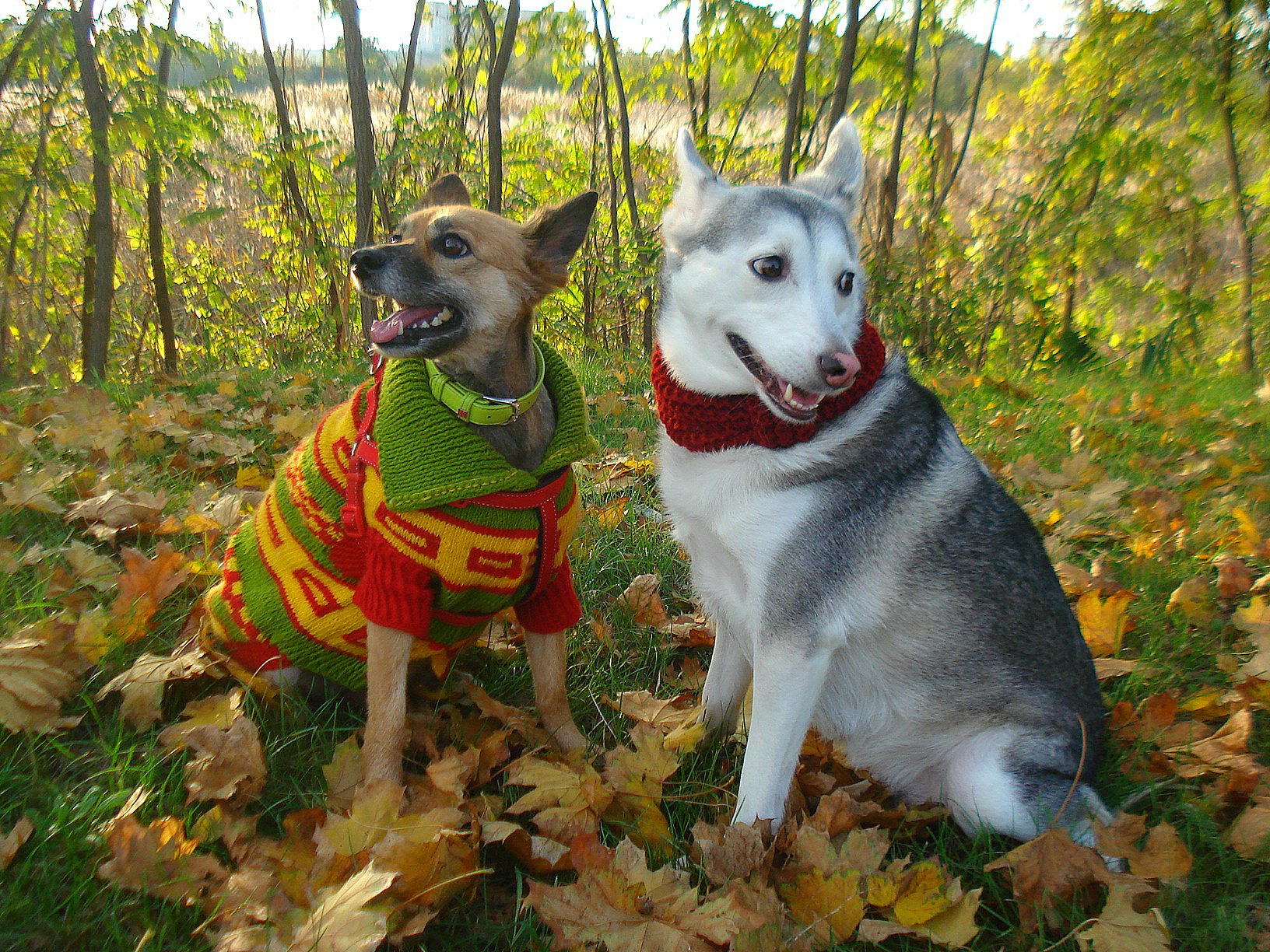 Улыбнись: запорожанка устроила собакам модную фотосессию (фото) фото 4 3