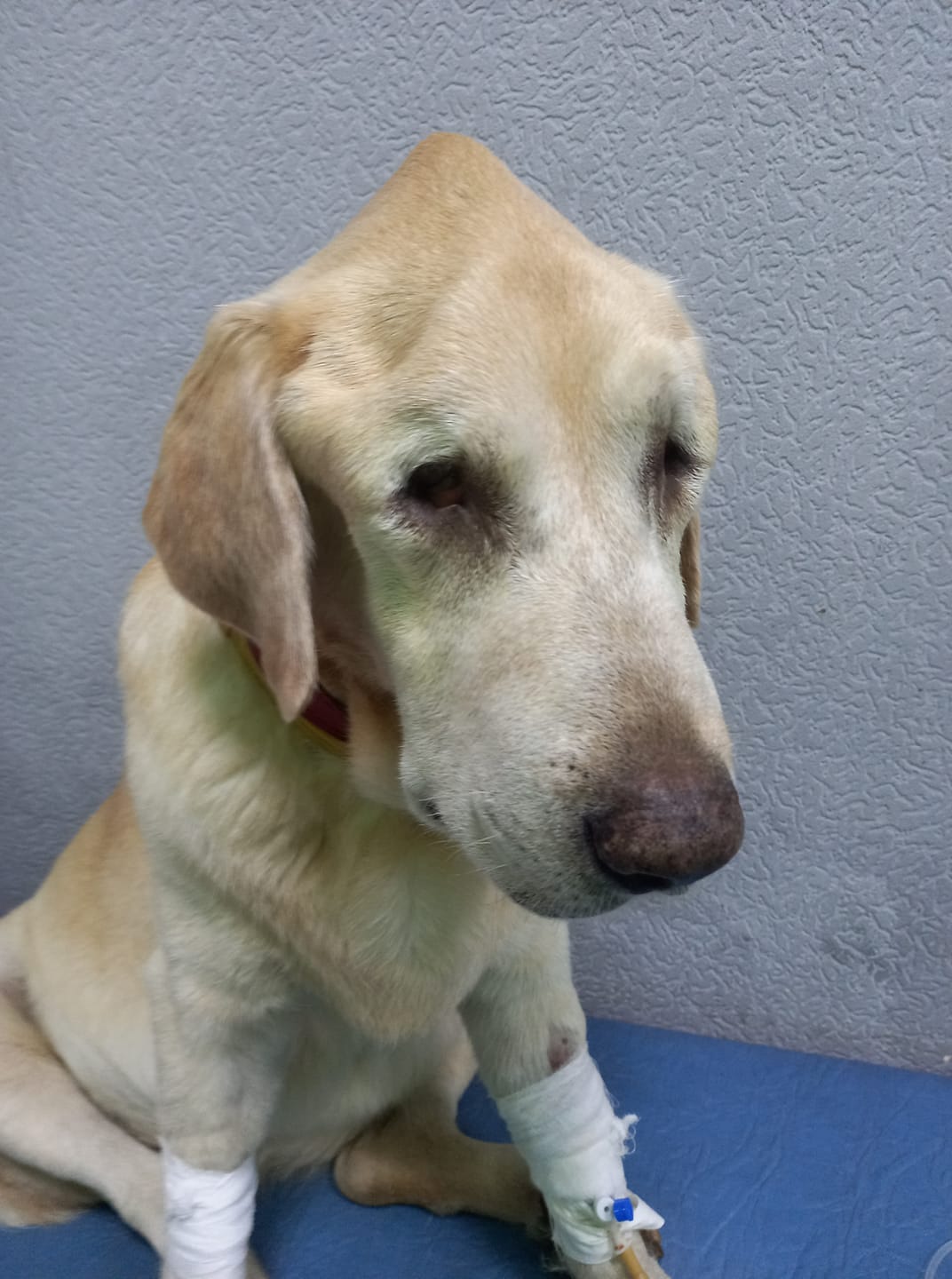 У лабрадора выбиты глаза, сейчас собака проходит лечение. Фото: fb Валерия Зацная