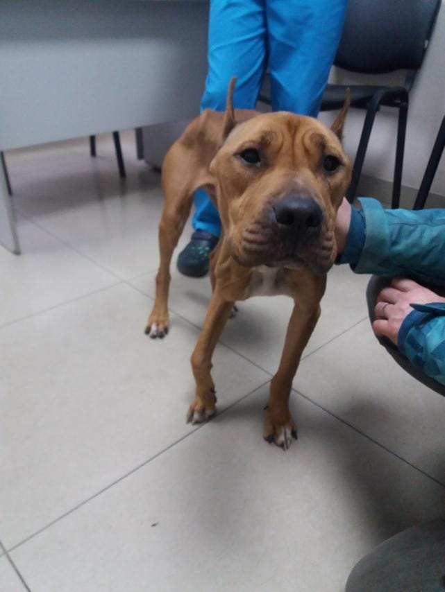 Сейчас пес находится в клинике "Бест", его назвали Кинг. Фото: fb Галина Грищенко