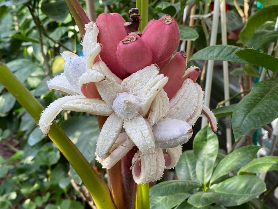 Бархатные розовые бананы. Фото: fb Татьяна Кузьмук