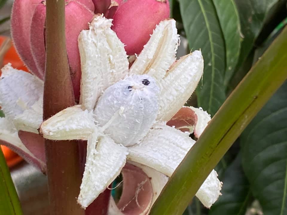 Плод банана достигает почти 6 сантиметров. Фото: fb Татьяна Кузьмук