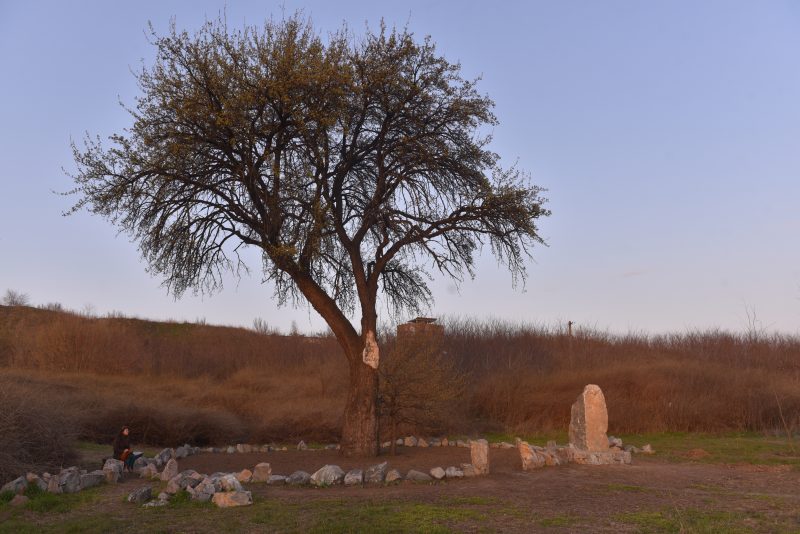 Вот так дерево выглядело еще неделю назад. Фото: "Индустриалка"