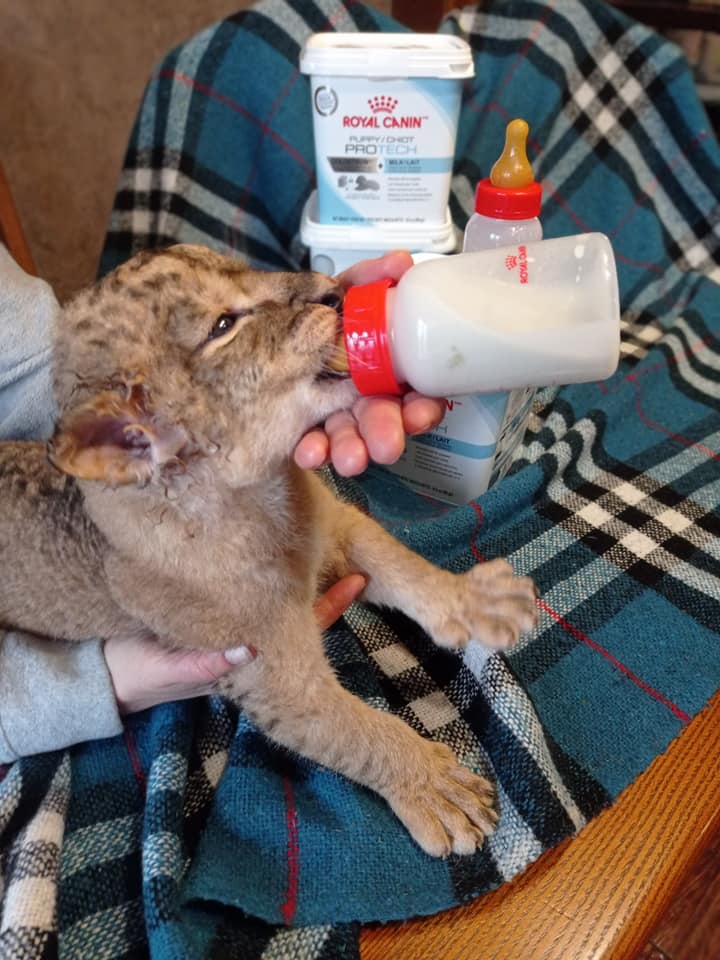 В центре родились один львенок и два тигренка. Фото: fb HomeZoo Center