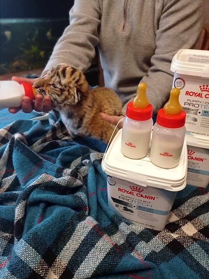 Малышей кормят смесью для новорожденных и пока что не выносят на улицу. Фото: fb HomeZoo Center