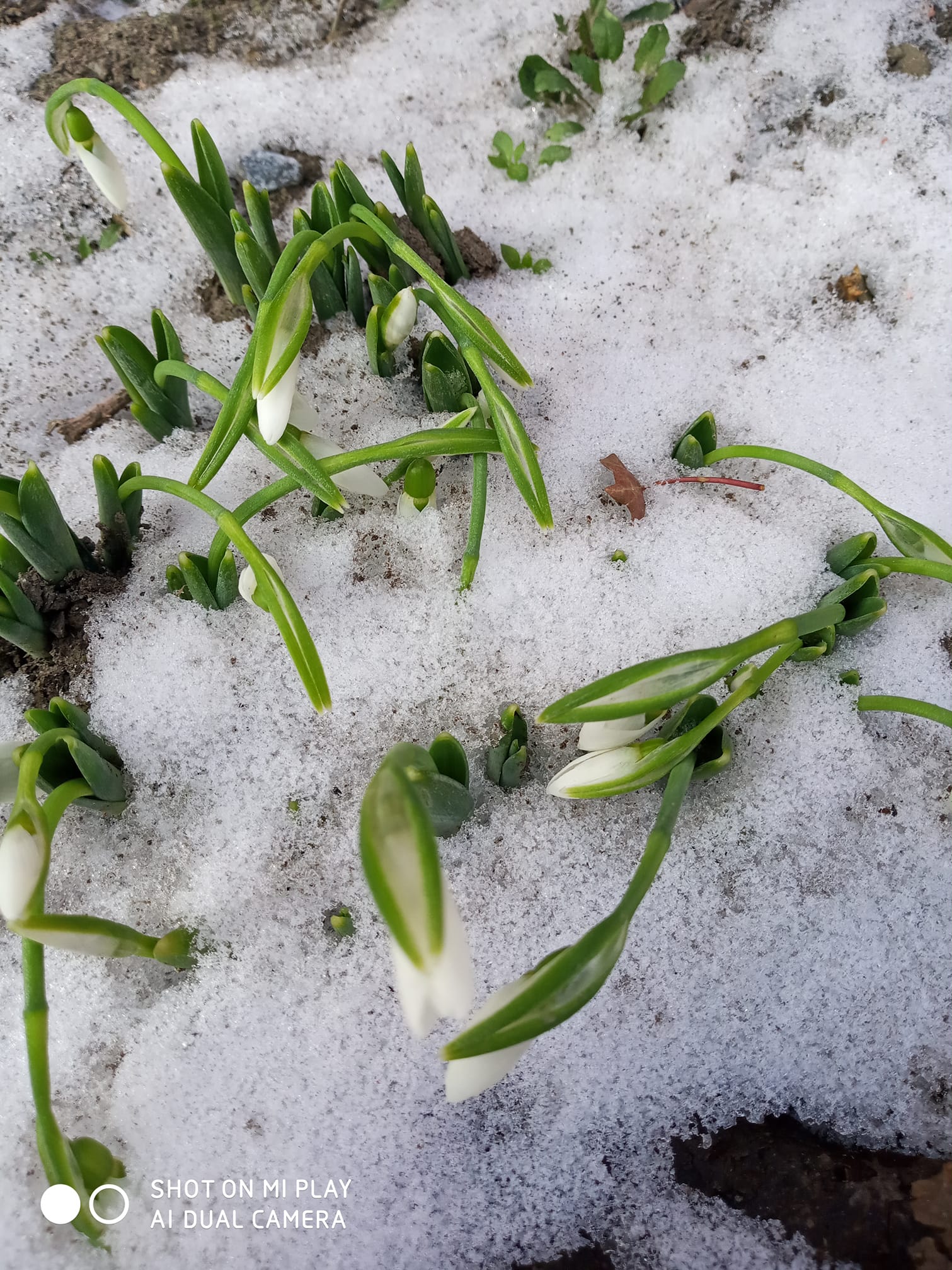 "И мои оживают. А ещё вчера я думала, что погибли". Фото: fb Tanja Tanja