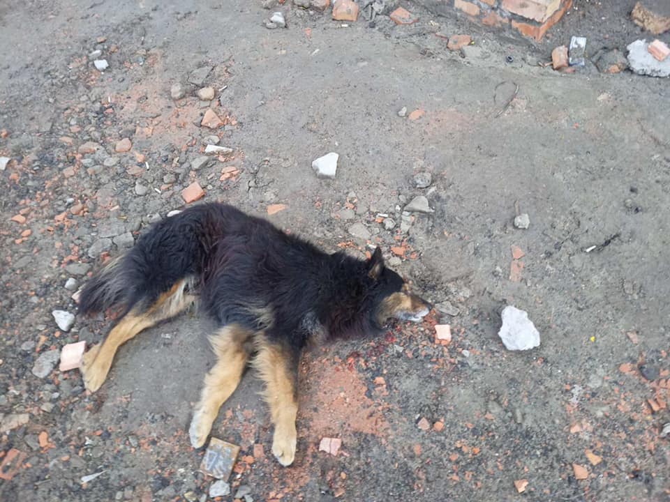 Собаку скинули с 4-этажа недостроенного здания. Фото: fb Ирина Ивановна Дидур