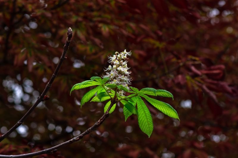 Каштаны зацвели и на Аллее Славы. Фото: Александр Поздняков