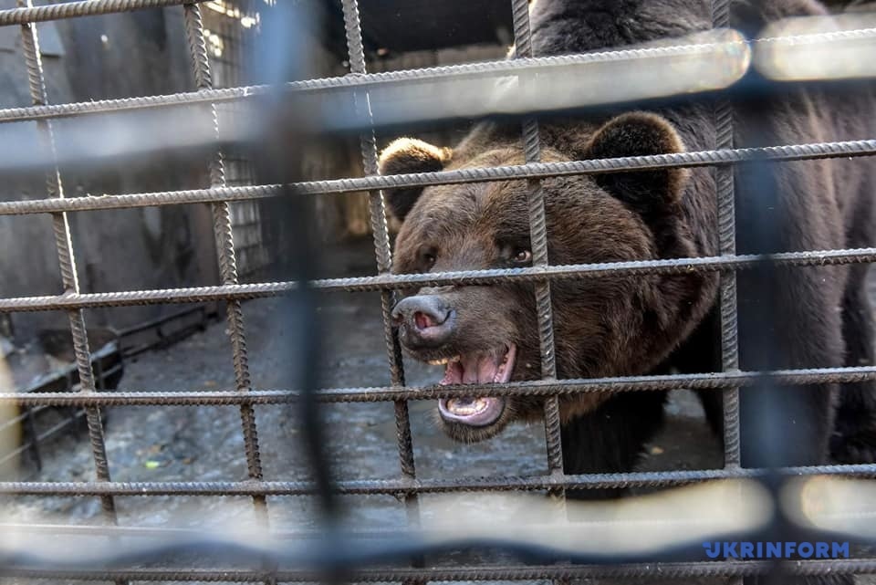 Двух медведей из запорожского зоопарка отправили в Голландию. Фото: Дмитро Смольєнко/Укрінформ