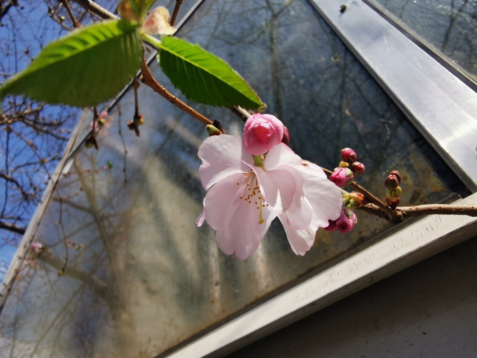 Каждый желающий может вживую полюбоваться этим растением. Фото: fb Запорізький Ботанічний Сад