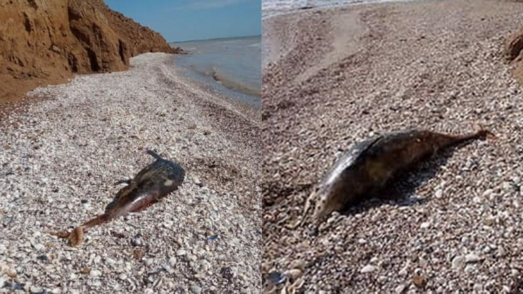 На побережье нашли двух мертвых дельфинов. Фото: fb Азовский рыбпатруль