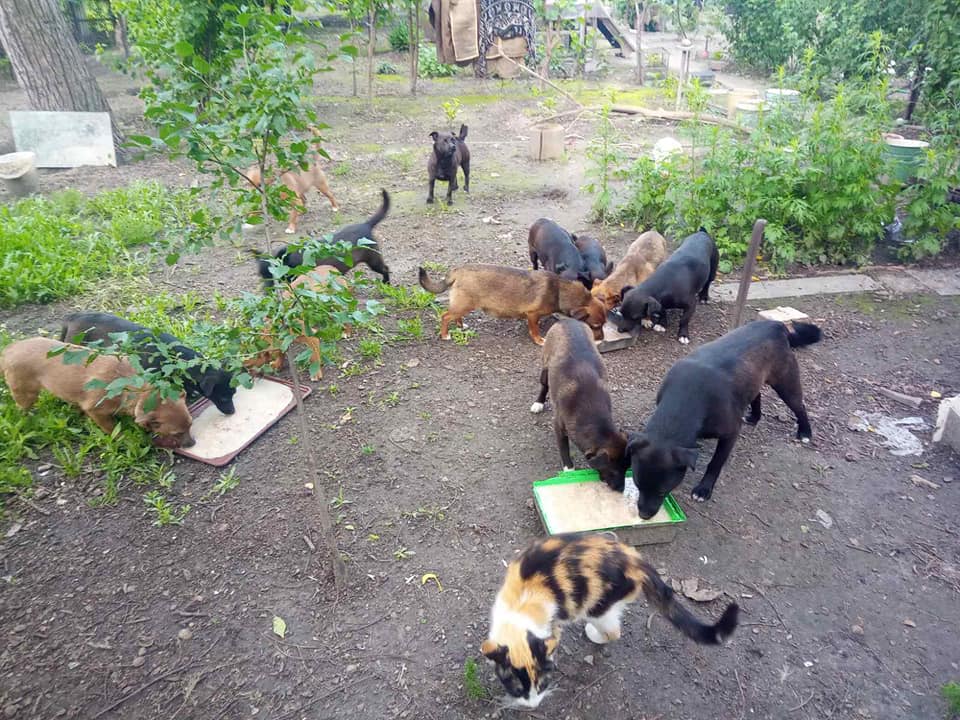 У одинокой пожилой запорожанки осталось 17 собак, 2 котов и 10 щенков, которым ищут дом. Фото: fb Мария Говяда 