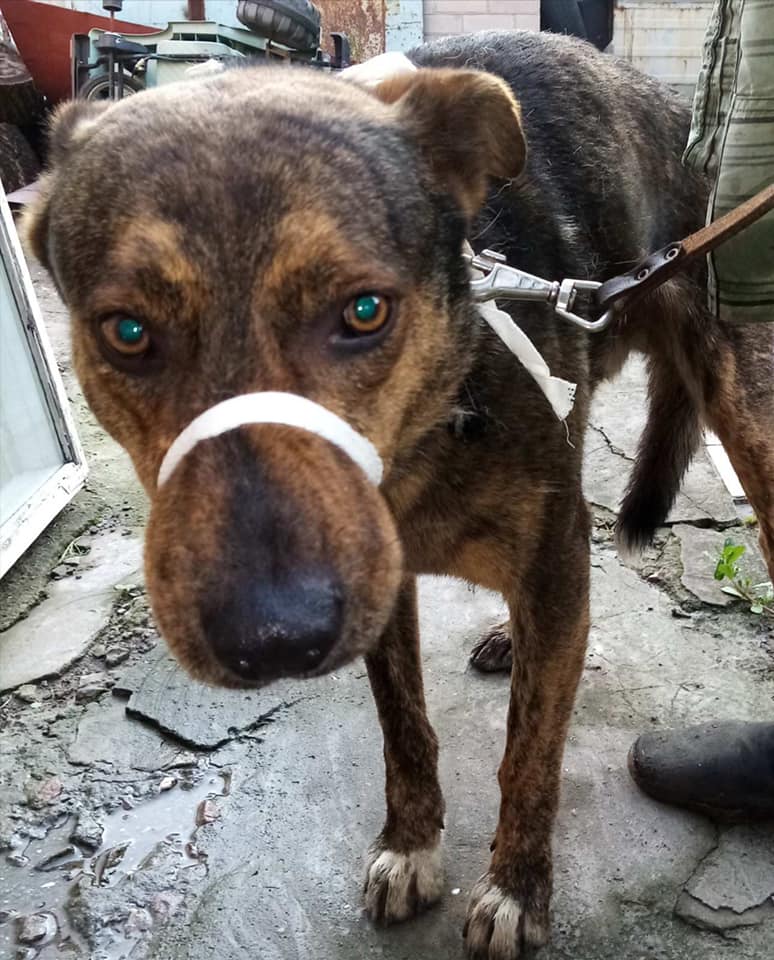 Собаку отловили и забрали в клинику. Фото: fb Ирина 