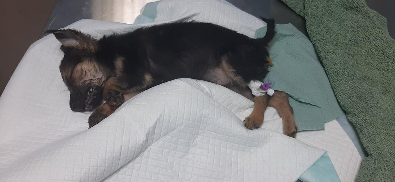 Малыш в тяжелом состоянии в ветклинике. Фото: fb Елена Пылова