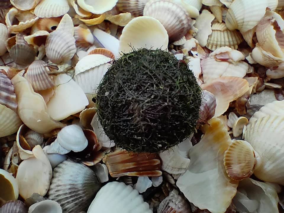 Так выглядит природный биофильтр кладофора. Фото: facebook.com/sergey.shubin.167