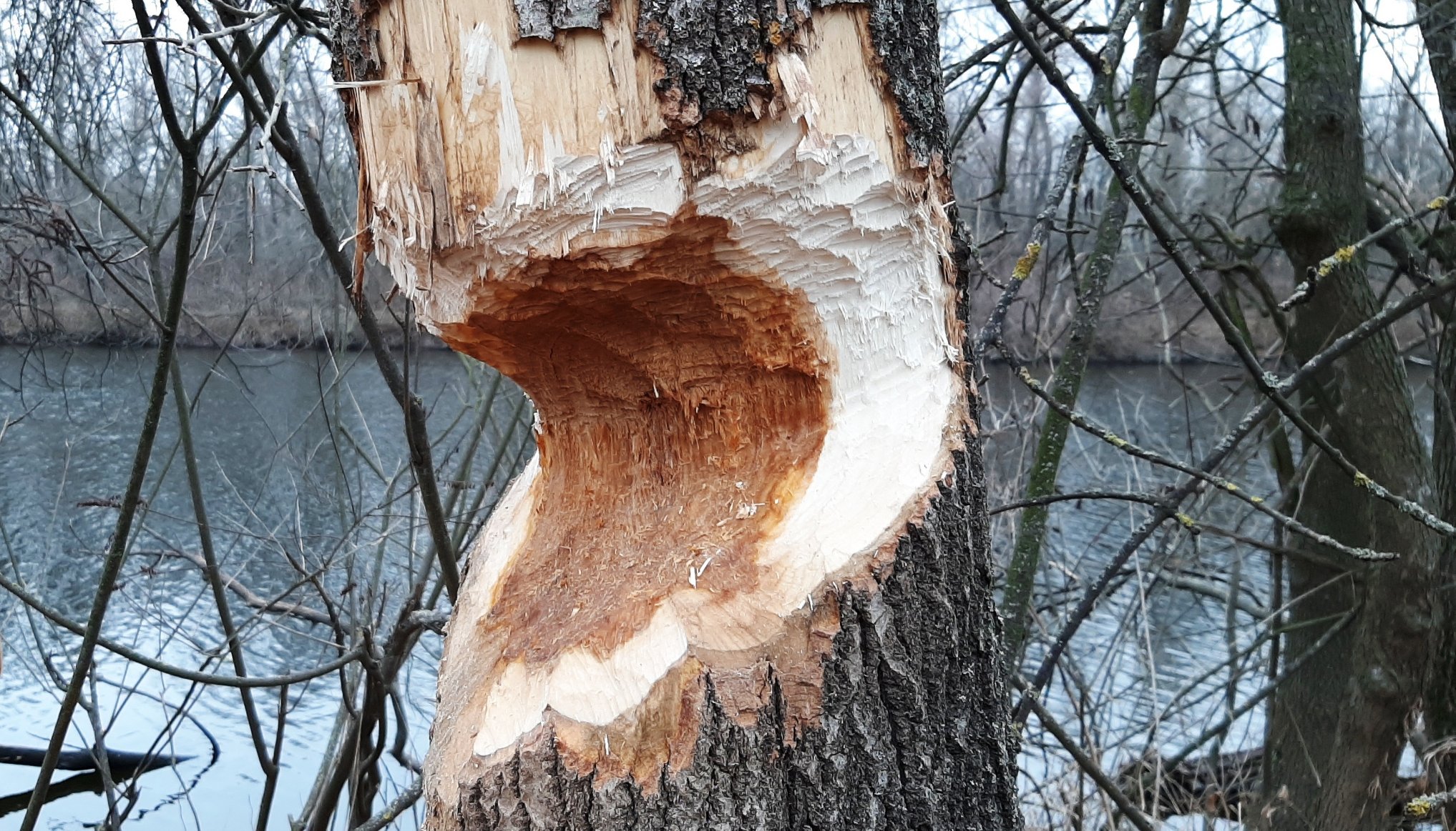 В плавневом лесу на Хортице обнаружили следы бобров.