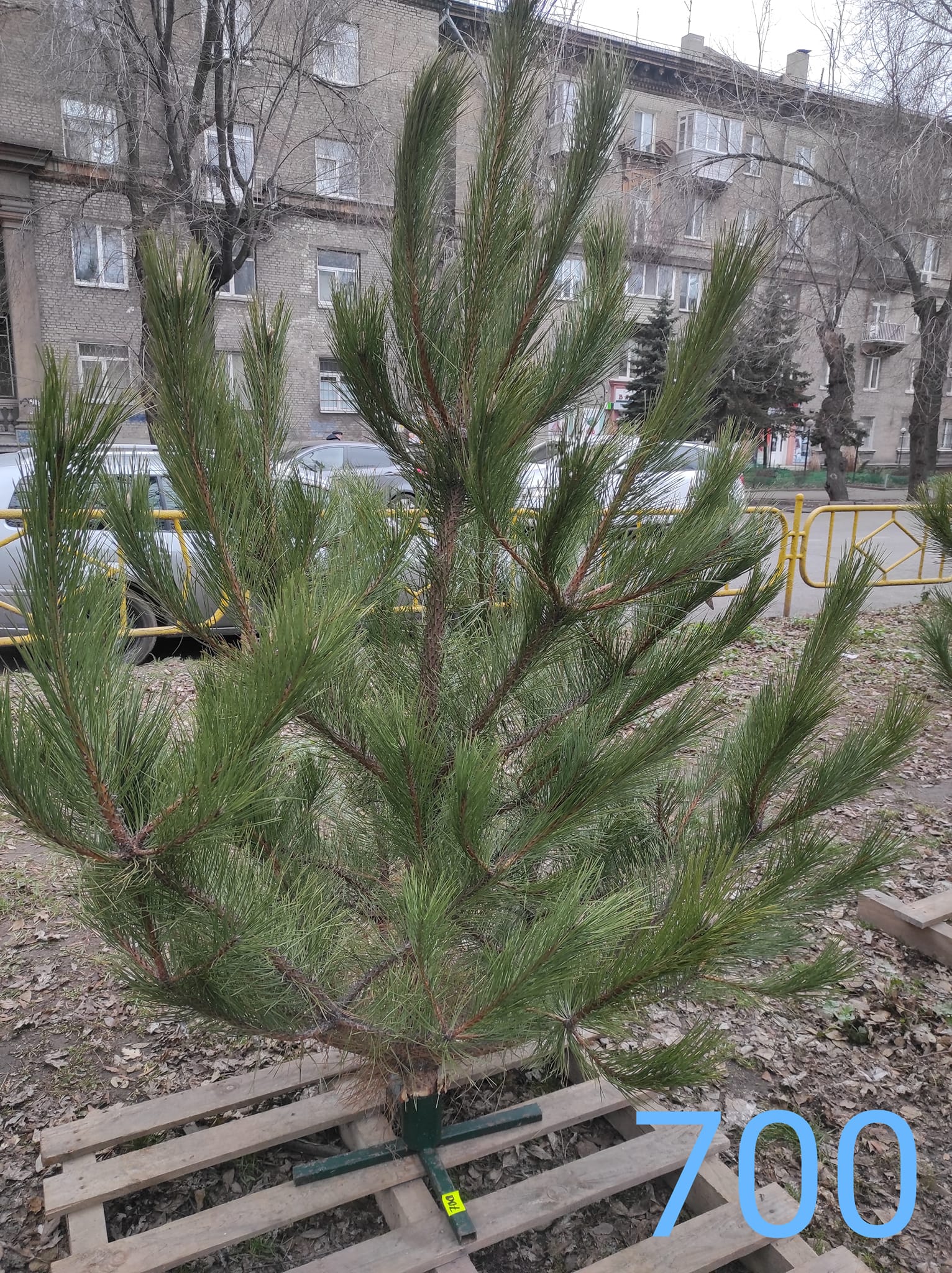 Сосна на Крытом за 700 гривен. || Фото: facebook.com/Роман Косенко