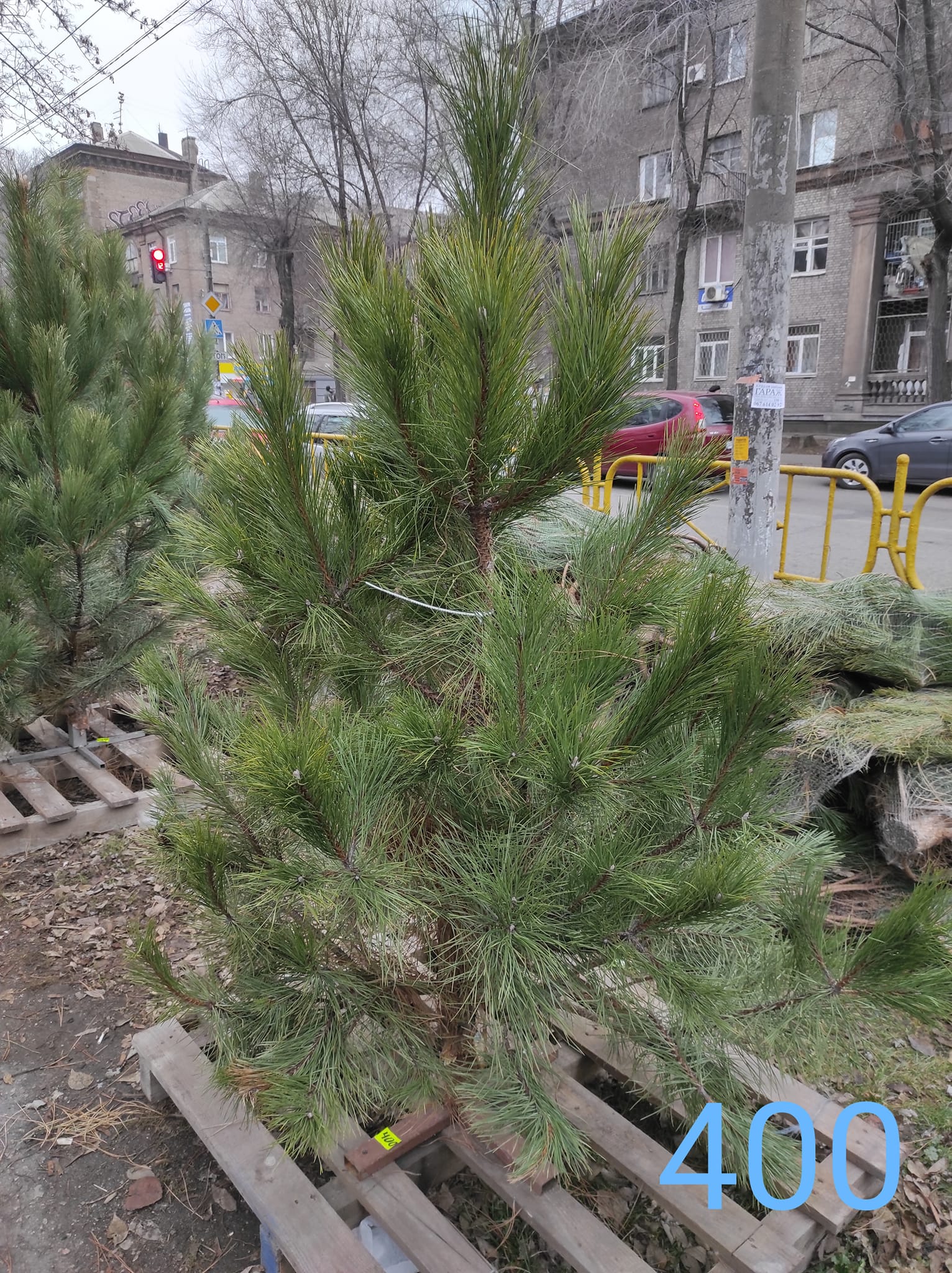 А вот такие маленькие обойдутся в 400 гривен.