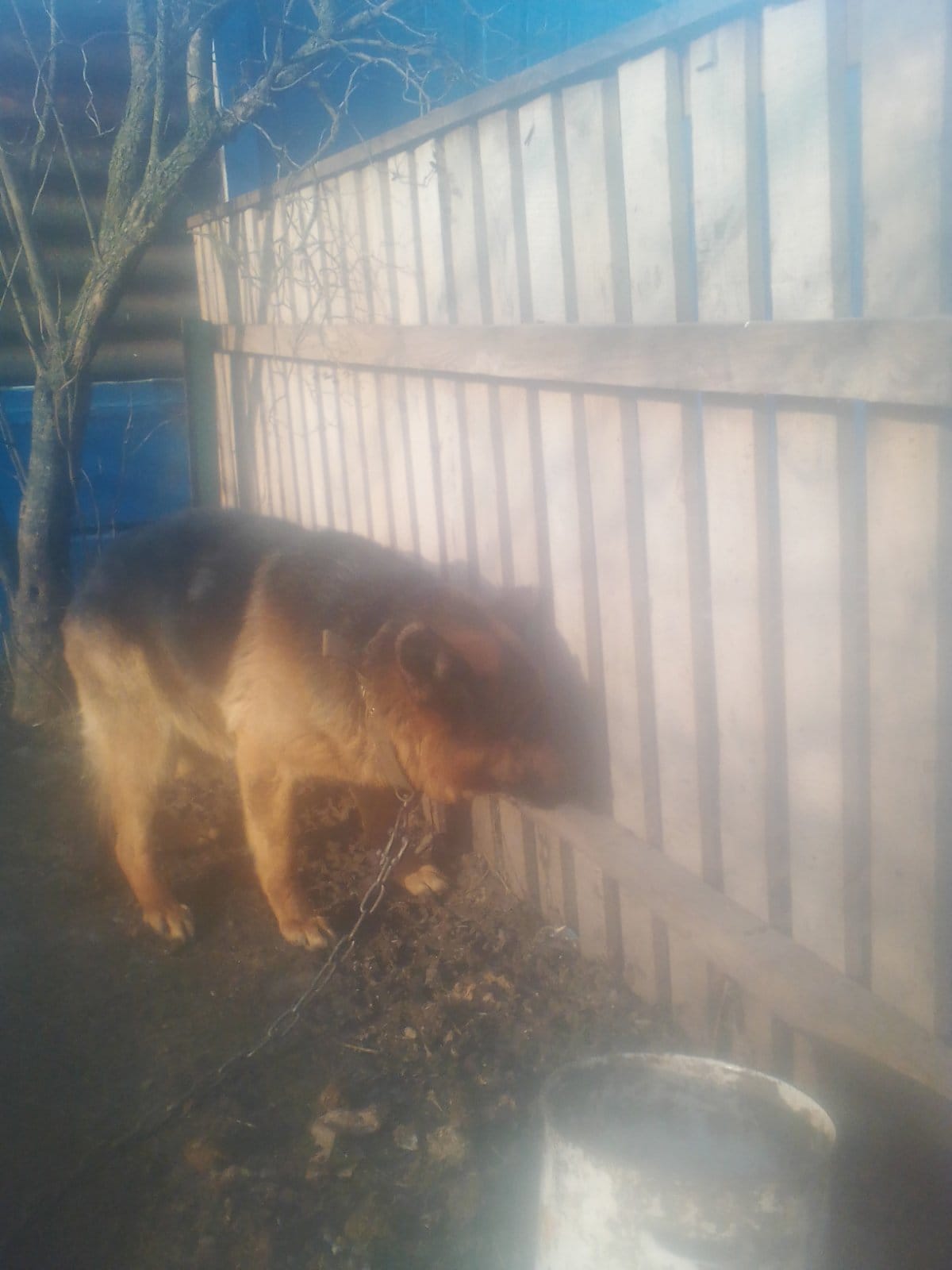 В Новониколаевке хозяева хотят усыпить здорового "овчара".