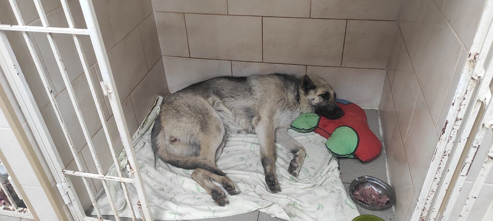 В Запорожье мужчина выстрелил в собаку на детской площадке.